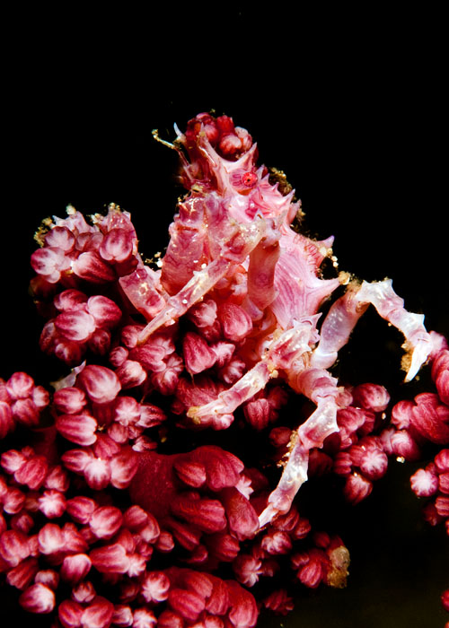 02_Softcoral Crab1.jpg